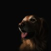 Bad Dog - Douglas de Paula
