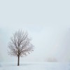 Clear Winter - Douglas de Paula