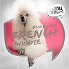 French Poodle - Beauriche