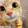 坏猫之歌（坏猫！坏猫！） - 秃头少女