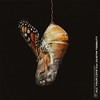 All Your Love (Joakim's Paradise Mix) - Flight Facilities&Dustin Tebbutt