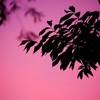 山楂树之恋 - 无敌超能力