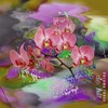 长命面与鸡姜菇 - HARIKIRI