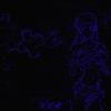 time in a blissful existence - dorikore&lchaye&Patrick Moreno&Sarah Sinnochi Syn