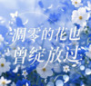 凋零的花也曾绽放过 - 阳哥