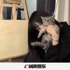 命中注定 (抖音原版) - DJ拼搏&小可&小奶瓶&圈妹