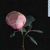 for life - Zachary Knowles