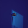 Poison in My Veins, Vol. 2 - Chand