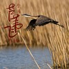 芦苇飞 (粤语版) - 李侑