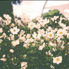 Repose - Aesthetic Sounds