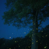 座位（夏夜萤火虫） - 江南岸