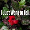 I Just Want to tell - Aday