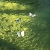 玉蝴蝶 - 心动三秒