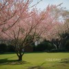 枫叶落满地 - 苡纯