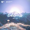 雪绒花 - 张含韵