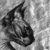 喵喵 (Explicit) - KITO