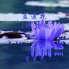 蓝莲花 (抒情版) - 星星火