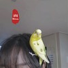 战歌响起 (DJ版) - 苏九&虞姬&圈妹&小奶瓶