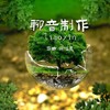 晚安（钢琴曲） - 轻松音乐
