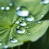 Water Drops - Pelaez