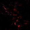 Kluis - Cleric&Vault Records