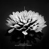 My Love Is Enough - SKYLIGHTS MAGICAL HARMONY