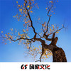 离别开出花 (2025新旋律) - 精彩强Sir