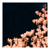 April - Volpe