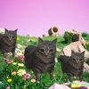 Oiiaioooooiai旋转猫（meme） - 66PPM