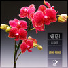 Galactic Bloom (Original Mix) - Alisher