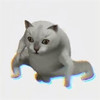 oiiai猫 - 冲浪哥