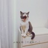 小猫之歌（听迷糊了~） - 秃头少女