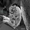 Polaris - Stereoliner&Stranger Beatz