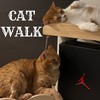CAT WALK - Nakamichi