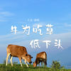 牛为吃草低下头 - 大麦