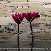 Jump Around (Original Mix) - Nari&Steve Tosi