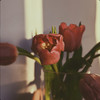 Spring - Aesthetic Sounds
