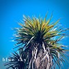 blue sky - Surrender