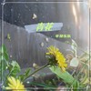 她才是你的天赐良缘 (韩语版) - 辛禄乐队