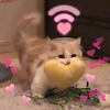CUPID (fast version) - LalaBay