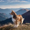 Paz Canina De Rasgueos Suaves - Guitarra Relajante Musica De Fondo&Perro dormir&Relajación del perro