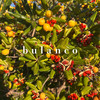bulanco - Surrender