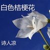 白色桔梗花 - 诗人凉