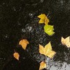 雨下一整晚 - 茶茶要高兴