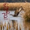 芦苇飞 (粤语版) - 西梅