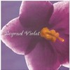 A Million Butterflies - Will&Zanny