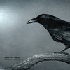 Black Bird - Griffit Vigo
