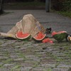 Ein Leben reicht nicht - Laurids&Louey