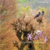 花间梦事 - 洪启峰&杜俊辉&罗启瑞&杨斯雄