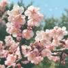 花明かり - Waka